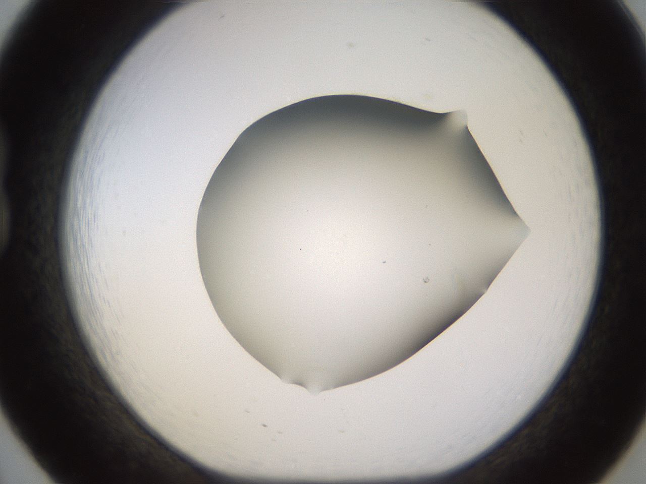 folderID518_plateID1518_batchID5983_wellNum20_profileID1_d1_r97284_ef.jpg