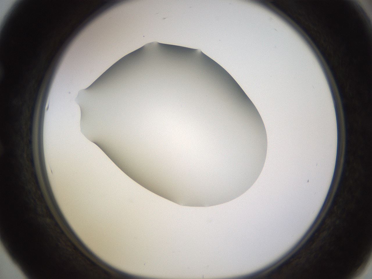 folderID518_plateID1518_batchID5983_wellNum53_profileID1_d1_r97317_ef.jpg