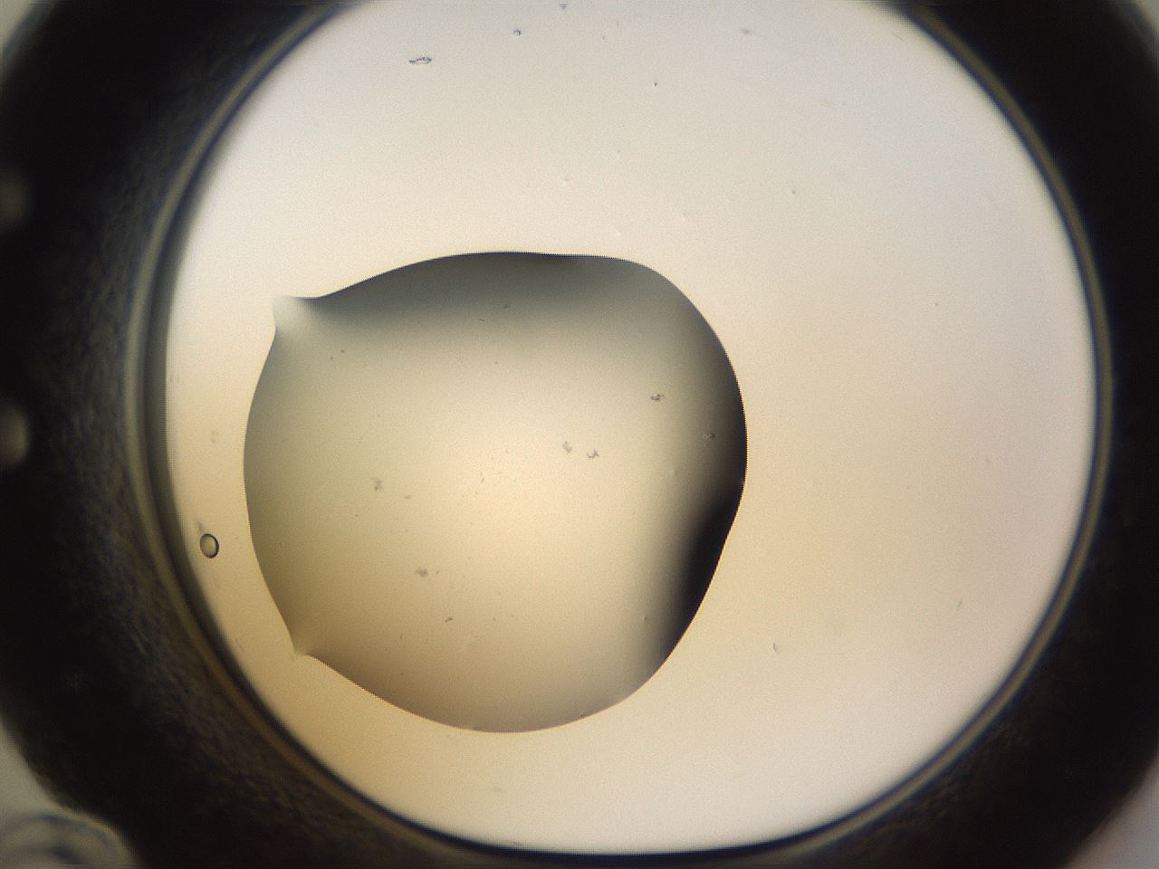 folderID518_plateID1518_batchID5983_wellNum60_profileID1_d1_r97324_ef.jpg
