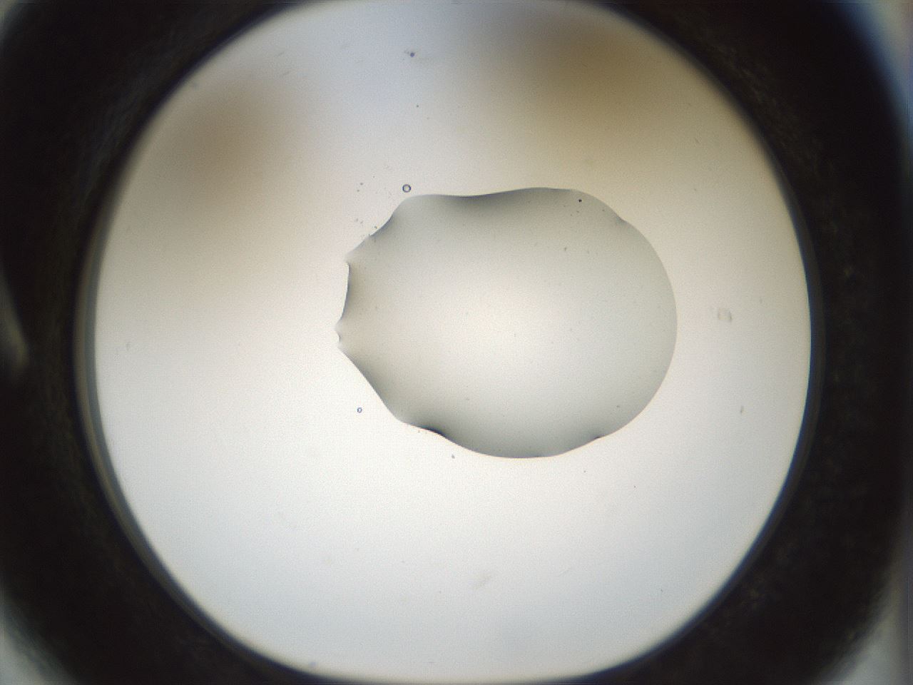 folderID510_plateID1510_batchID5940_wellNum6_profileID1_d1_r95638_ef.jpg