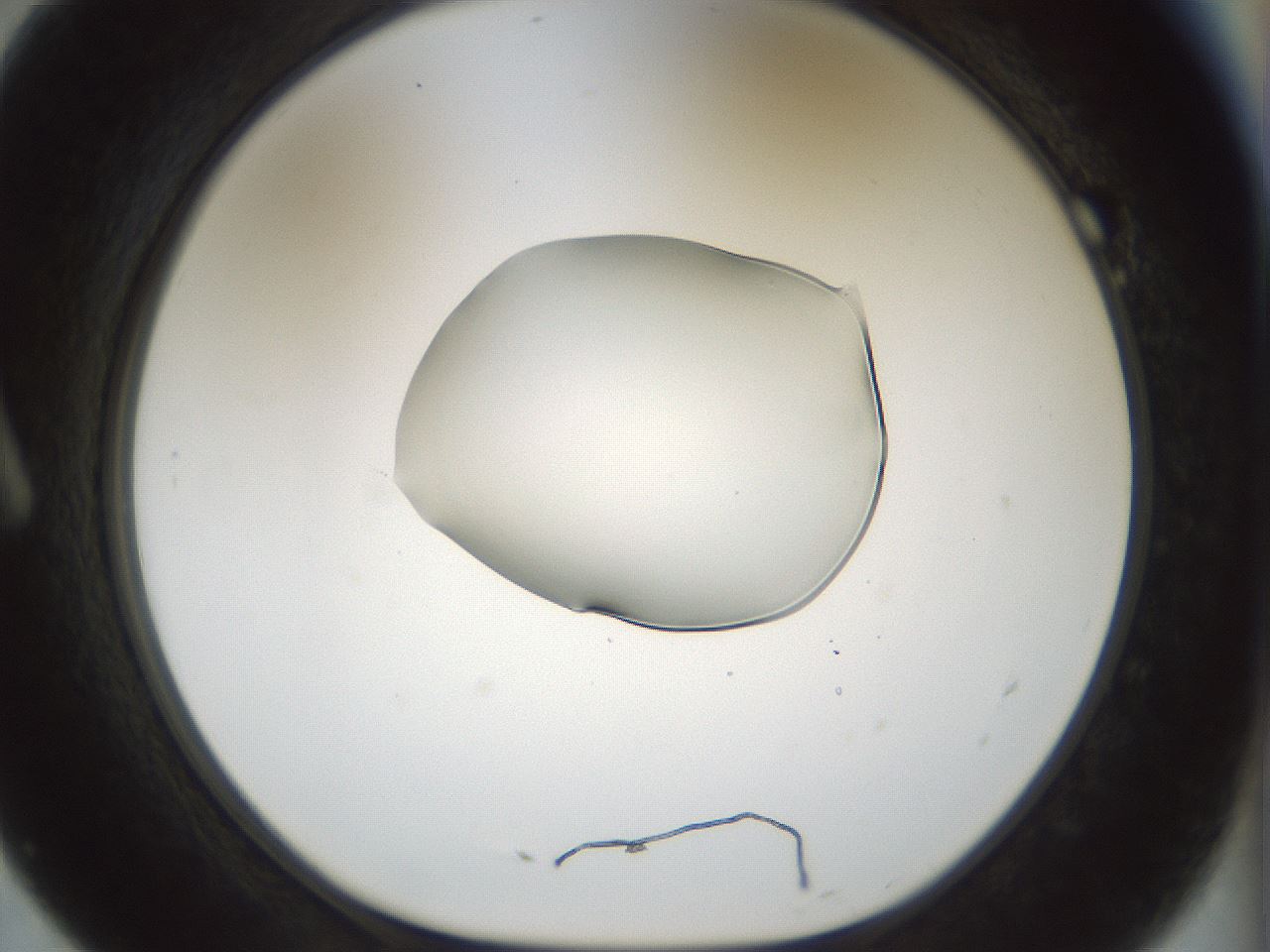 folderID510_plateID1510_batchID5940_wellNum7_profileID1_d1_r95639_ef.jpg
