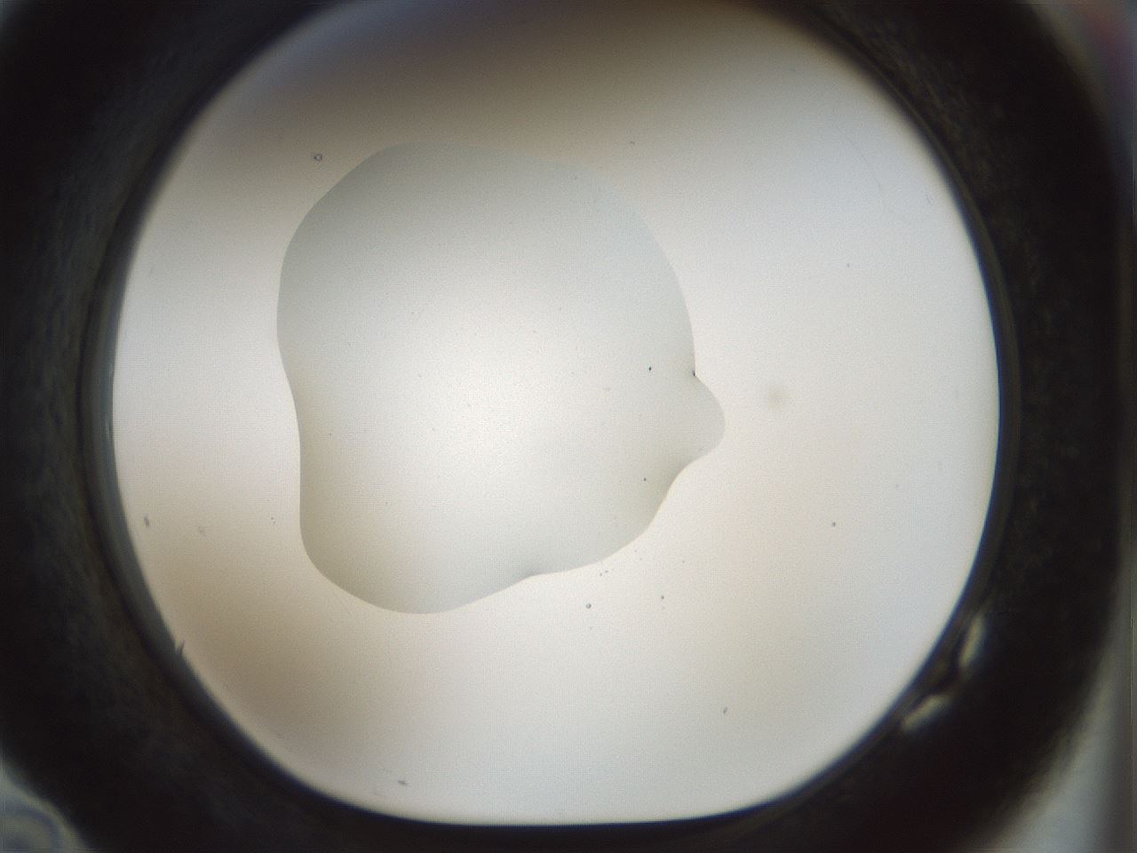 folderID510_plateID1510_batchID5940_wellNum82_profileID1_d1_r95714_ef.jpg