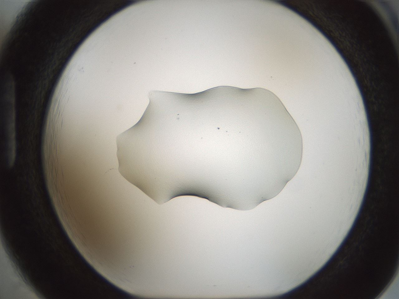 folderID510_plateID1510_batchID5940_wellNum85_profileID1_d1_r95717_ef.jpg