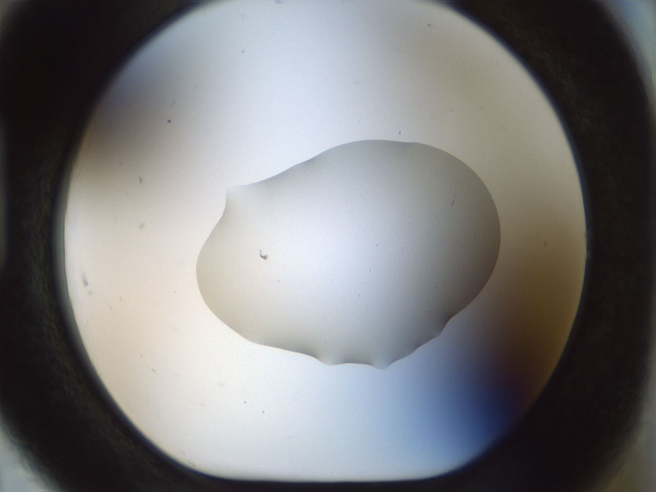 folderID510_plateID1510_batchID5940_wellNum91_profileID1_d1_r95723_ef.jpg