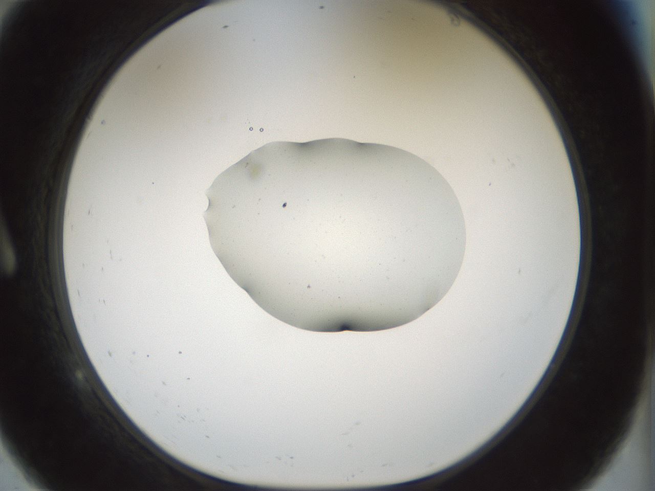 folderID510_plateID1510_batchID5940_wellNum9_profileID1_d1_r95641_ef.jpg