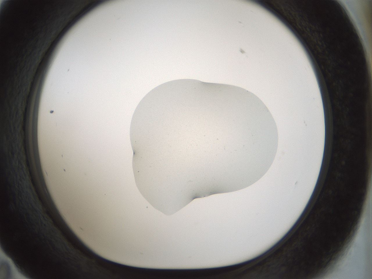 folderID510_plateID1510_batchID5940_wellNum59_profileID1_d1_r95691_ef.jpg