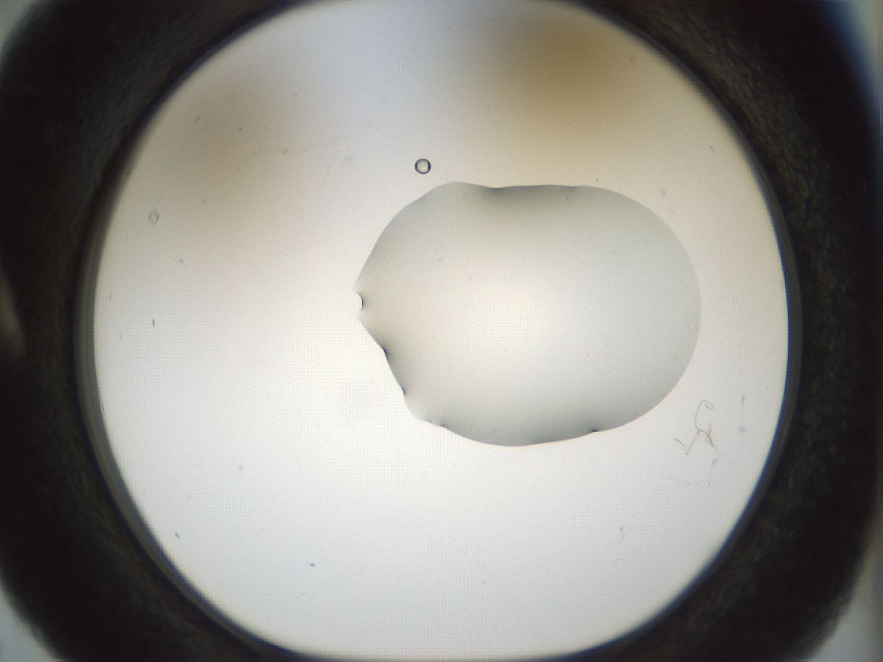 folderID510_plateID1510_batchID5940_wellNum5_profileID1_d1_r95637_ef.jpg