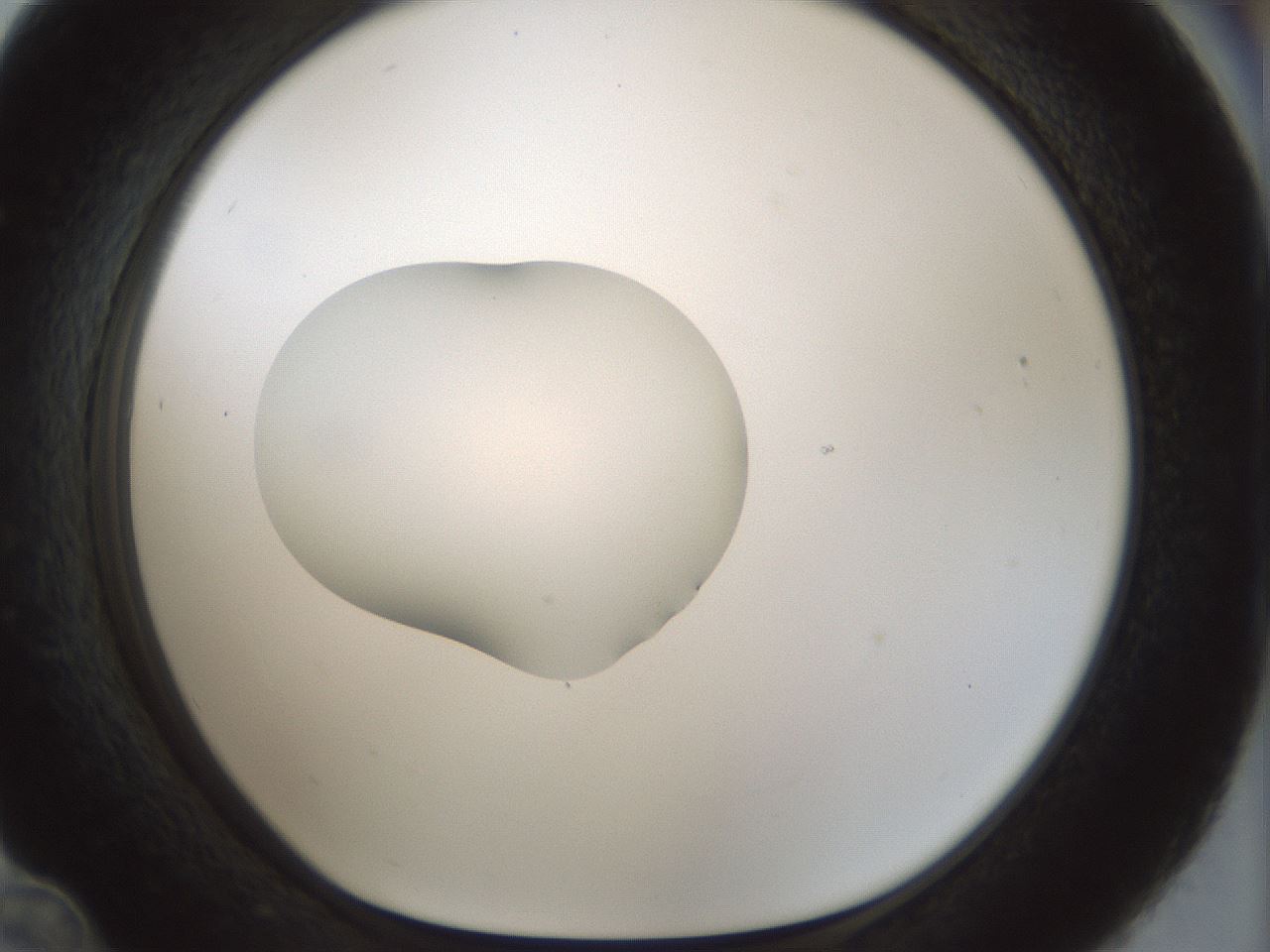 folderID512_plateID1512_batchID5852_wellNum36_profileID1_d1_r95860_ef.jpg