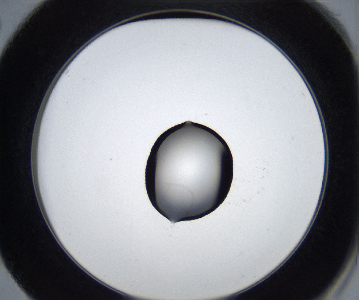 folderID519_plateID2519_batchID12477_wellNum50_profileID1_d2_r189311_ef.jpg