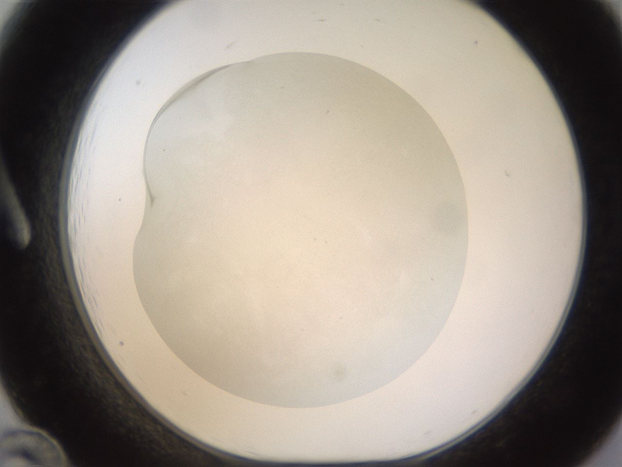 folderID520_plateID1520_batchID5989_wellNum12_profileID1_d1_r97383_ef.jpg