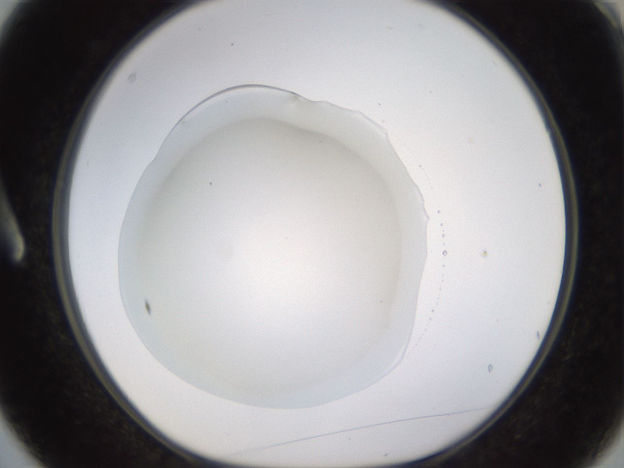 folderID520_plateID1520_batchID5989_wellNum3_profileID1_d1_r97365_ef.jpg