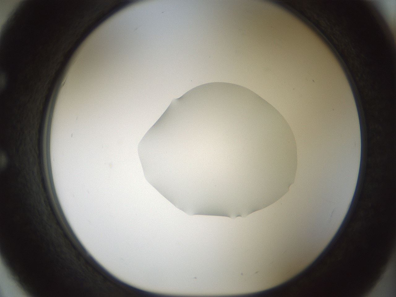 folderID512_plateID1512_batchID5852_wellNum51_profileID1_d1_r95875_ef.jpg