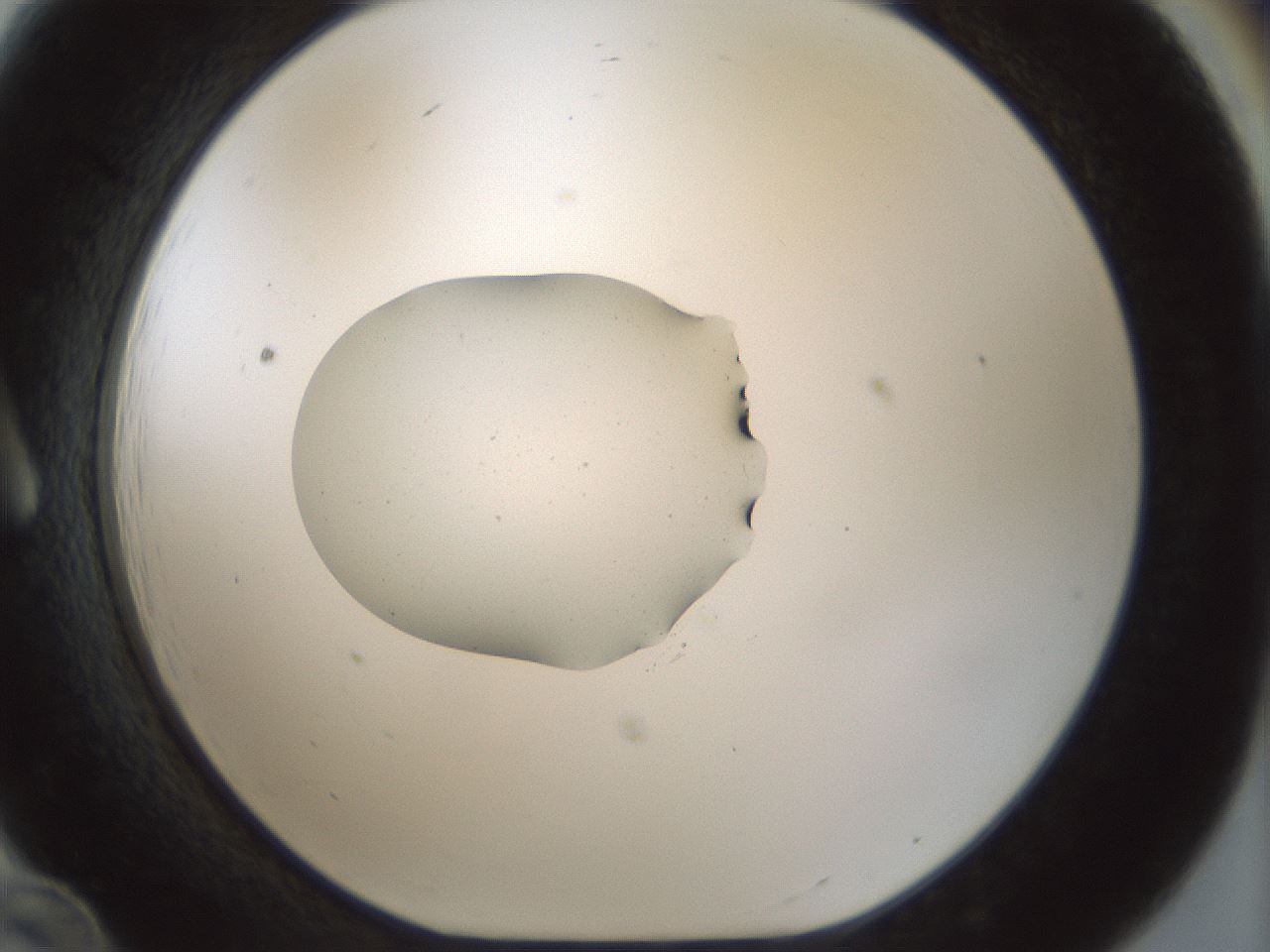 folderID510_plateID1510_batchID5940_wellNum12_profileID1_d1_r95644_ef.jpg