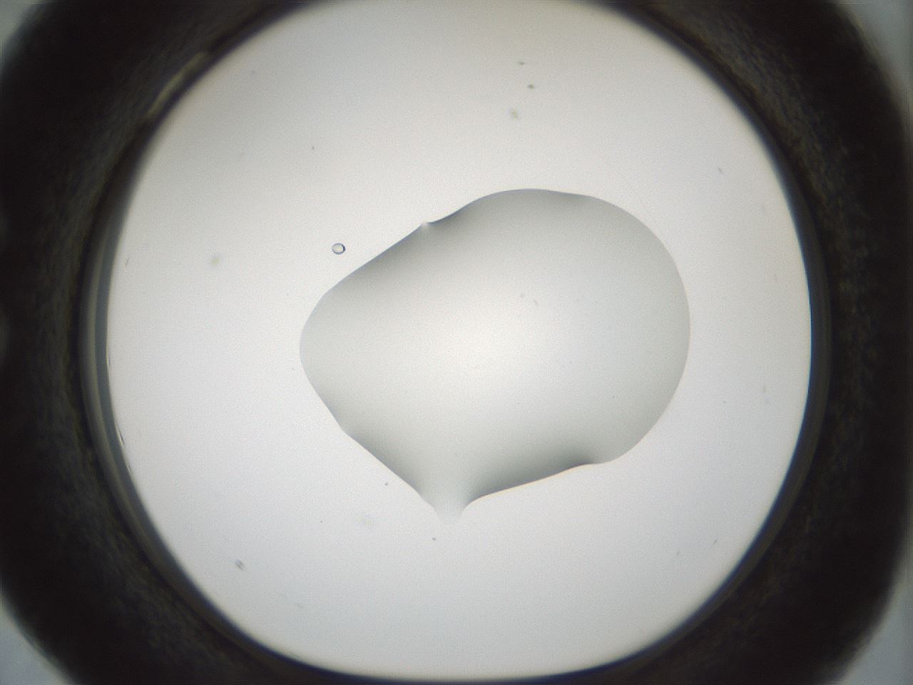 folderID510_plateID1510_batchID5940_wellNum28_profileID1_d1_r95660_ef.jpg