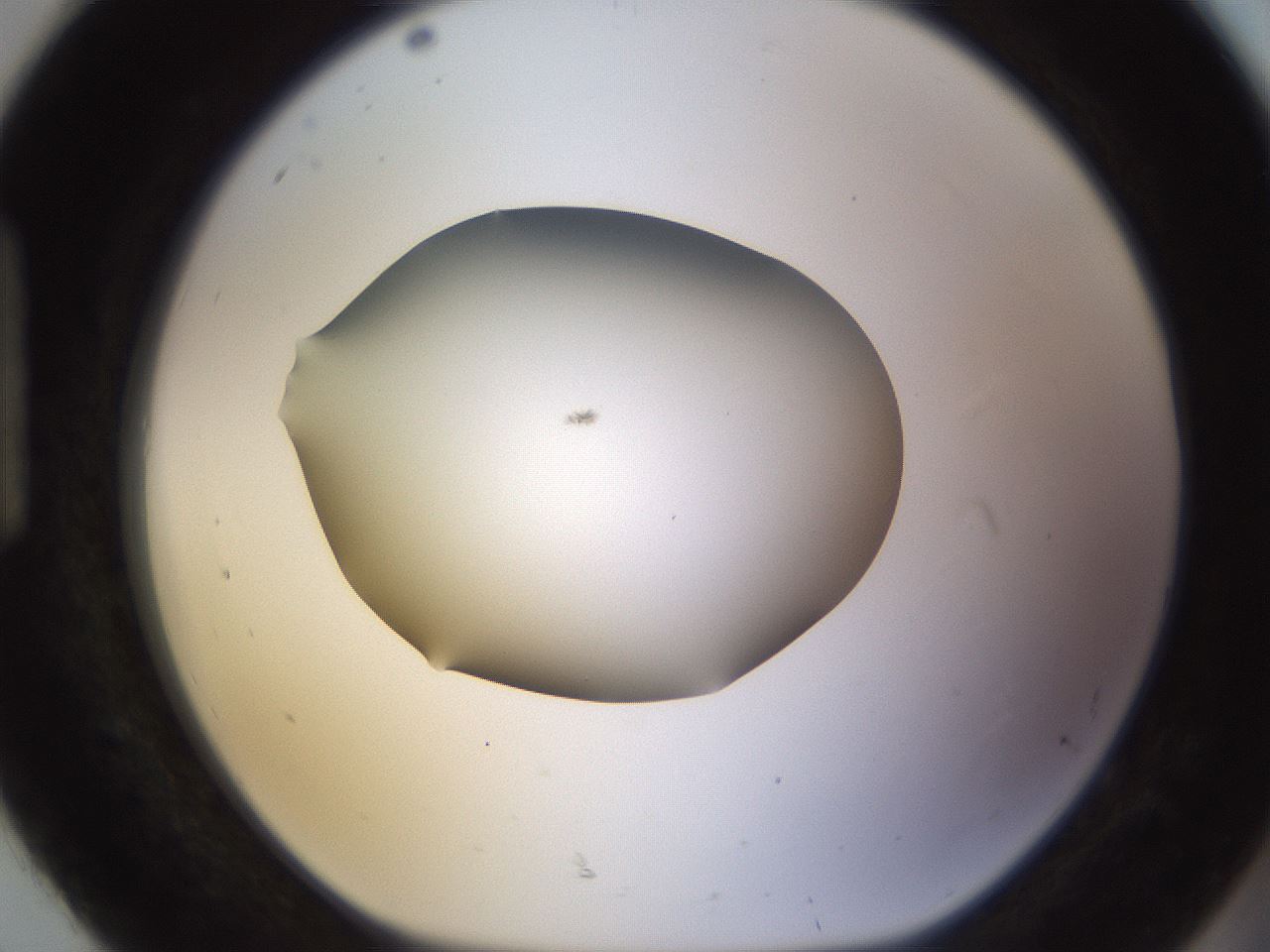 folderID518_plateID1518_batchID5983_wellNum92_profileID1_d1_r97356_ef.jpg