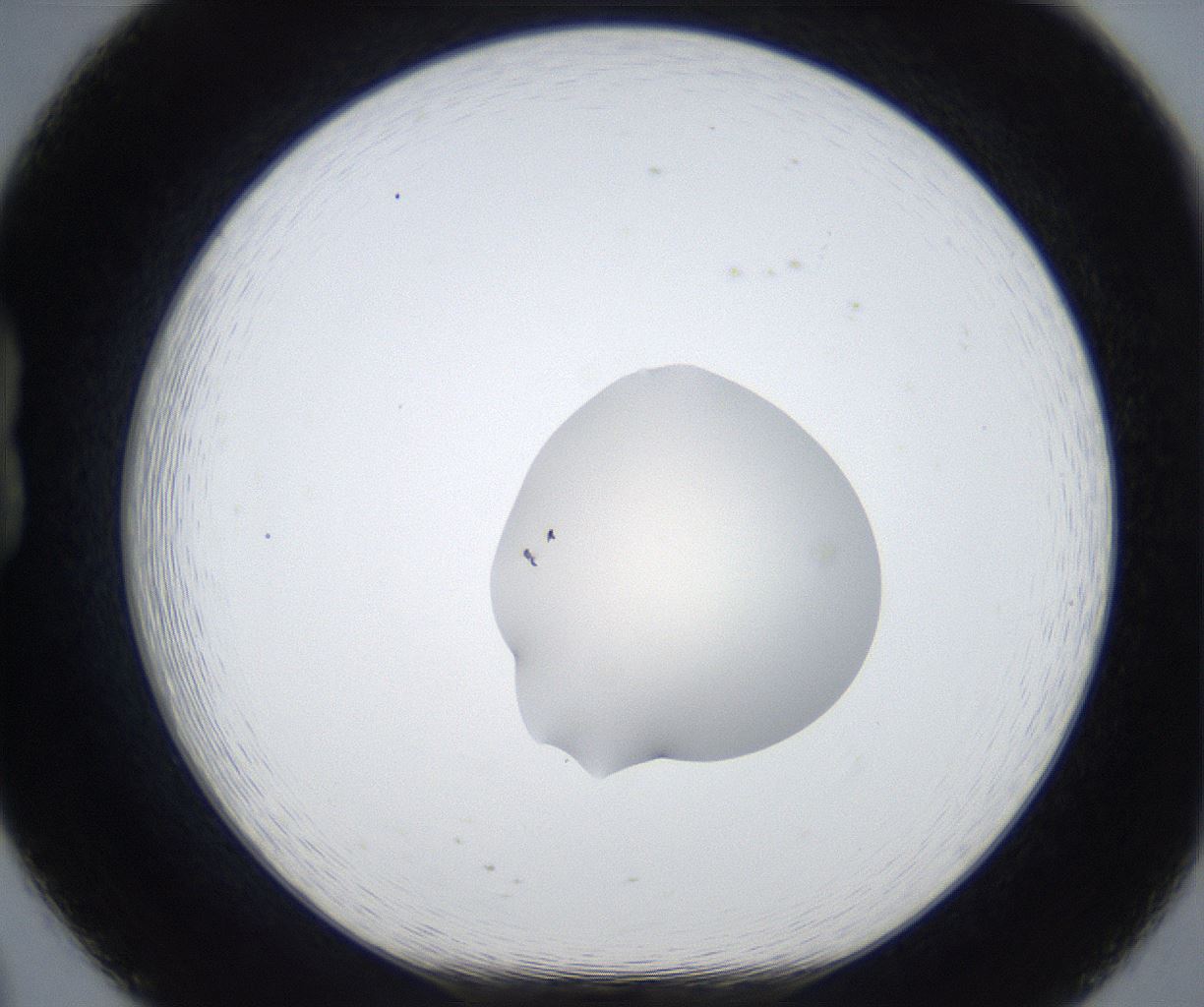 folderID519_plateID2519_batchID12477_wellNum20_profileID1_d1_r189250_ef.jpg