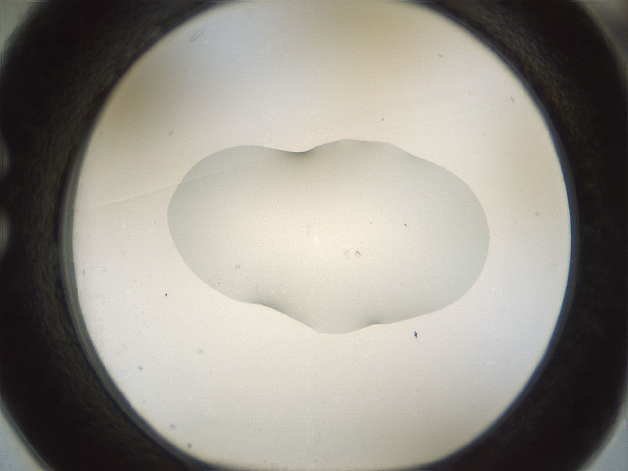 folderID510_plateID1510_batchID5907_wellNum25_profileID1_d1_r95657_ef.jpg