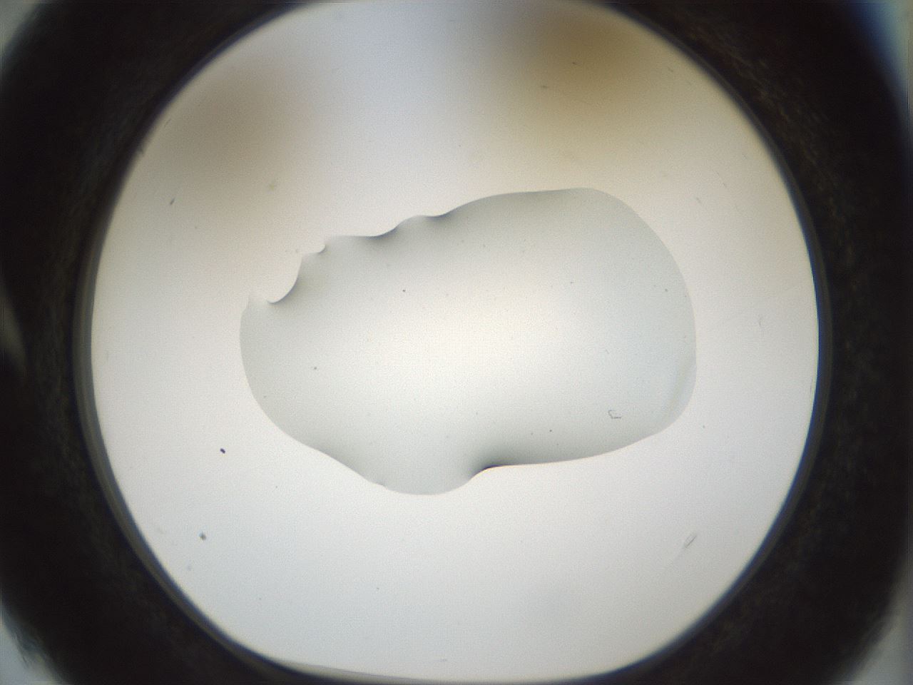 folderID510_plateID1510_batchID5907_wellNum4_profileID1_d1_r95636_ef.jpg