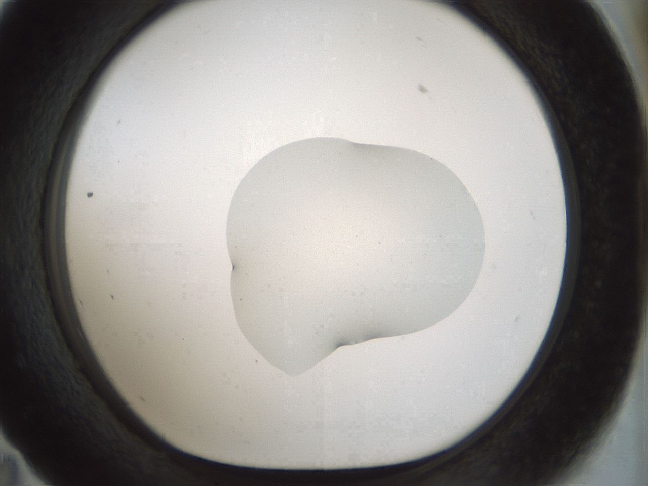 folderID510_plateID1510_batchID5907_wellNum59_profileID1_d1_r95691_ef.jpg