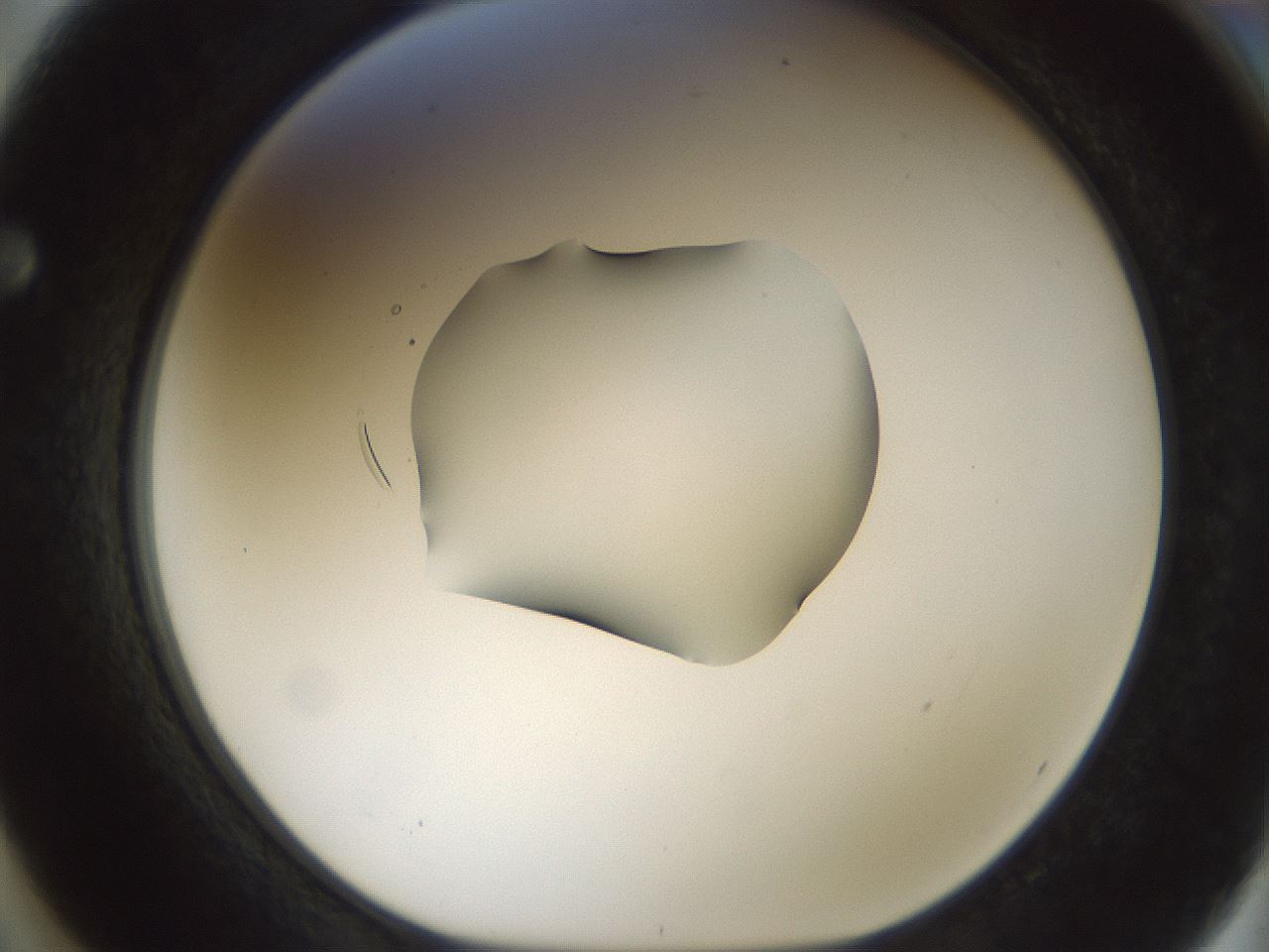 folderID512_plateID1512_batchID5852_wellNum62_profileID1_d1_r95886_ef.jpg