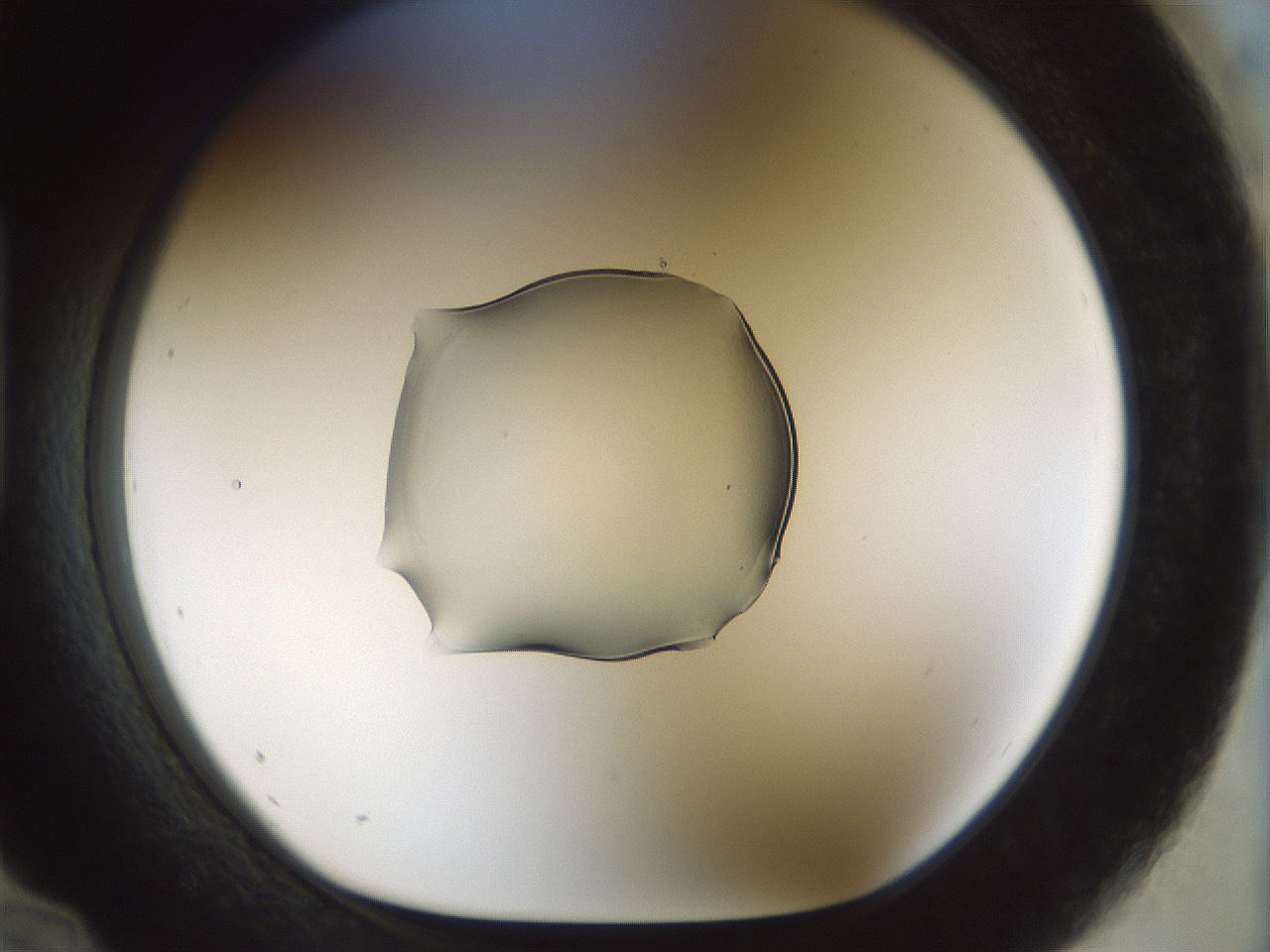 folderID512_plateID1512_batchID5852_wellNum96_profileID1_d1_r95920_ef.jpg