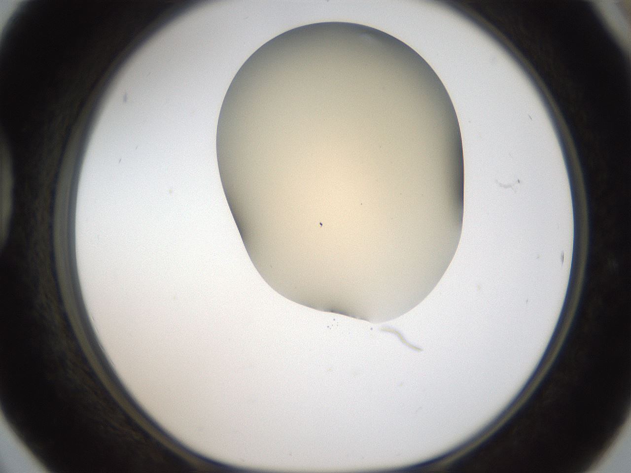 folderID51_plateID2051_batchID9021_wellNum42_profileID1_d1_r138313_ef.jpg
