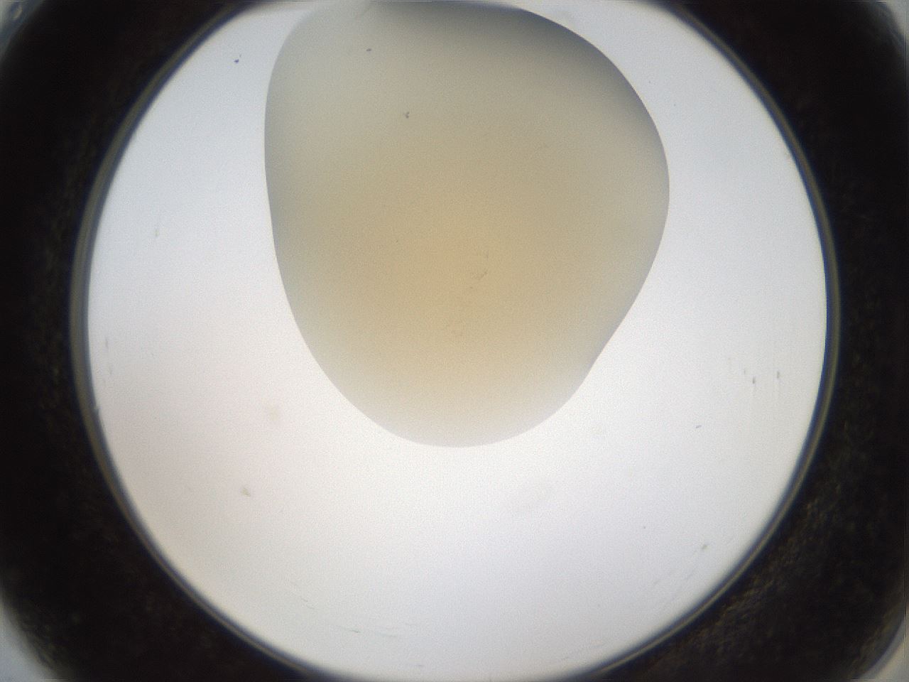 folderID51_plateID2051_batchID9021_wellNum4_profileID1_d2_r138238_ef.jpg