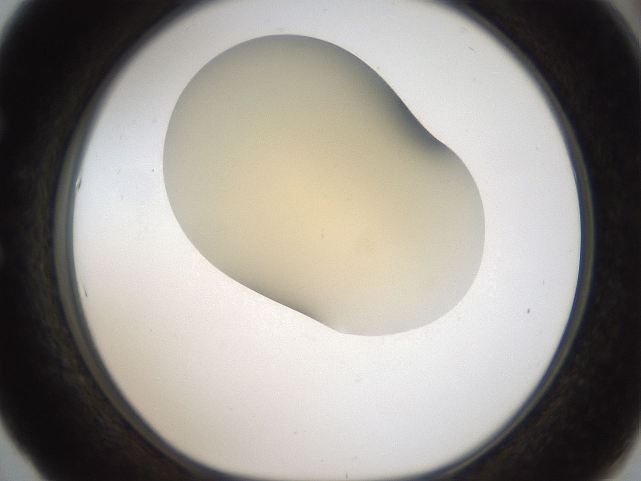 folderID51_plateID2051_batchID9021_wellNum53_profileID1_d1_r138335_ef.jpg