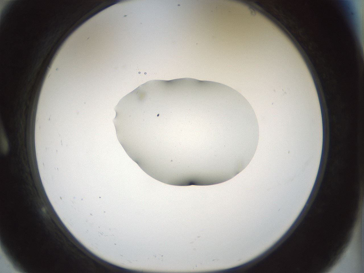 folderID510_plateID1510_batchID5873_wellNum9_profileID1_d1_r95641_ef.jpg