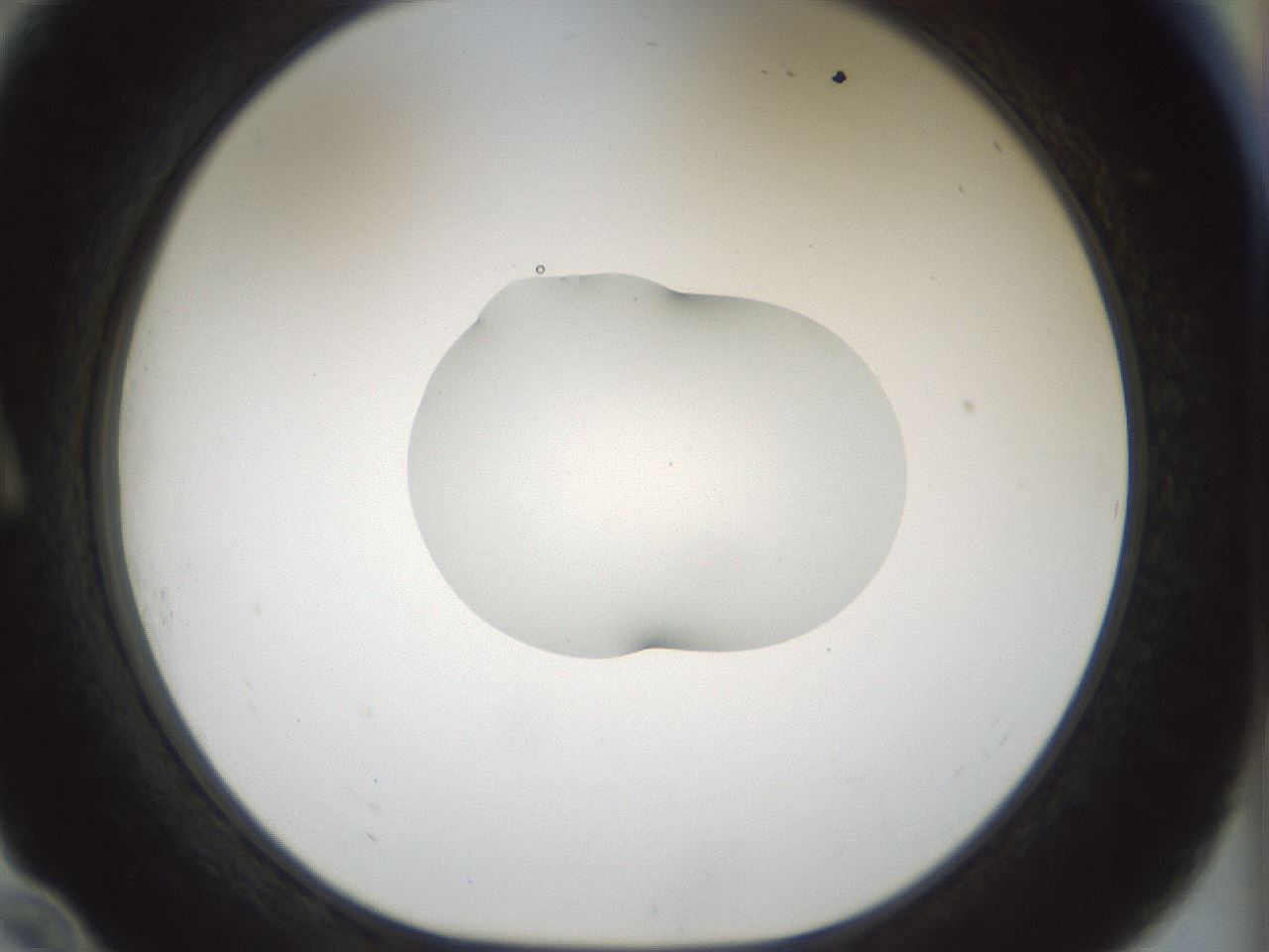 folderID510_plateID1510_batchID5907_wellNum10_profileID1_d1_r95642_ef.jpg