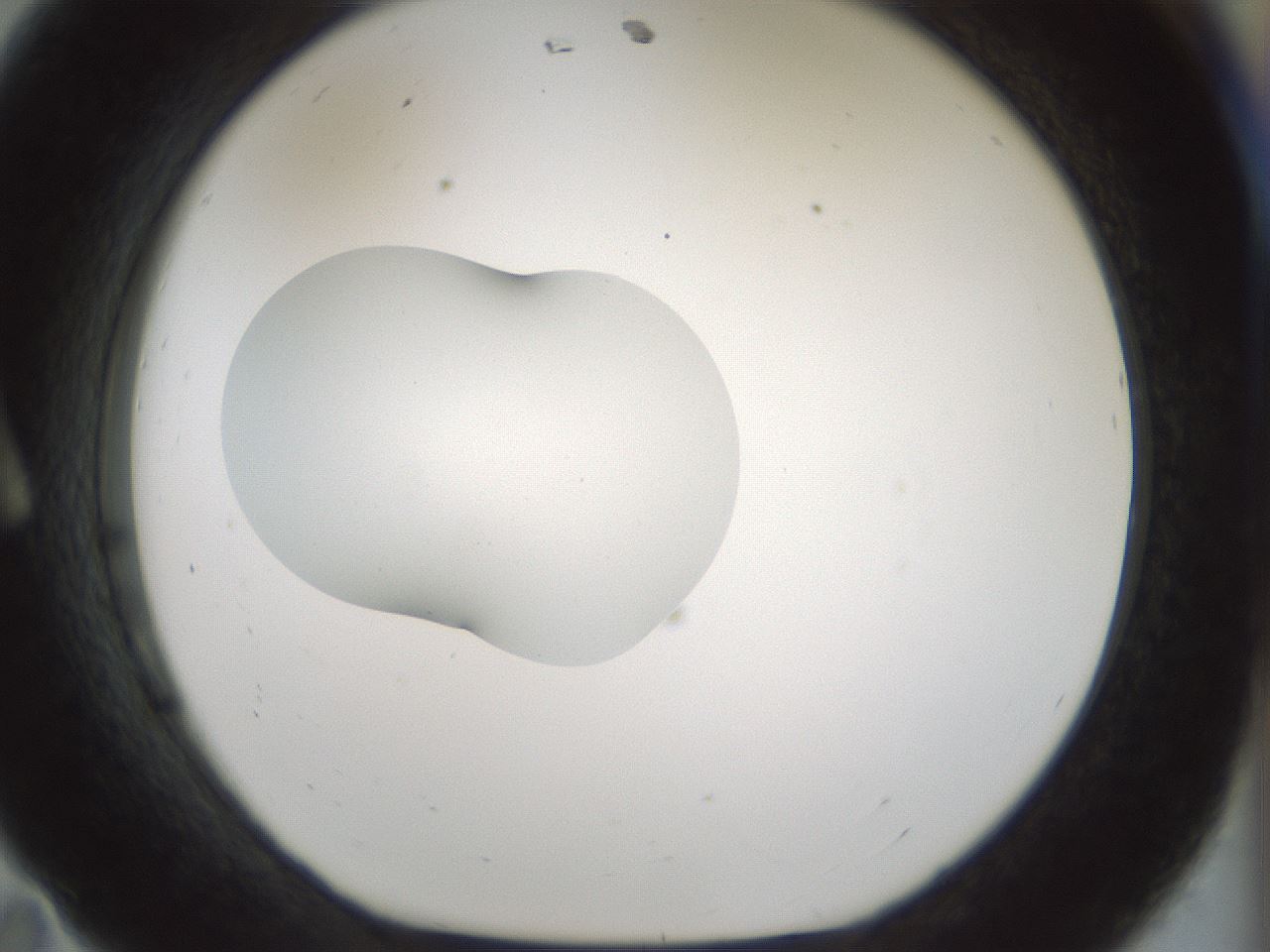 folderID510_plateID1510_batchID5907_wellNum11_profileID1_d1_r95643_ef.jpg