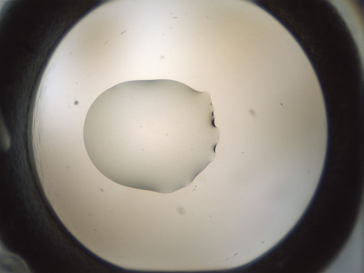 folderID510_plateID1510_batchID5907_wellNum12_profileID1_d1_r95644_ef.jpg