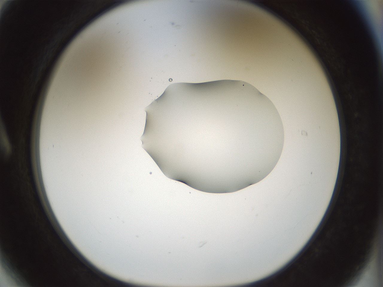 folderID510_plateID1510_batchID5873_wellNum6_profileID1_d1_r95638_ef.jpg
