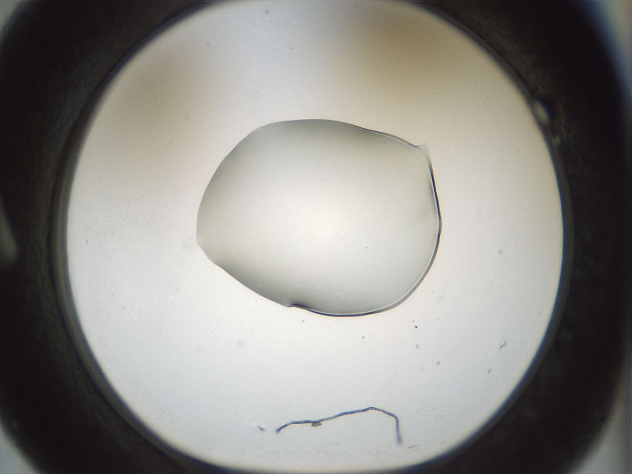 folderID510_plateID1510_batchID5873_wellNum7_profileID1_d1_r95639_ef.jpg