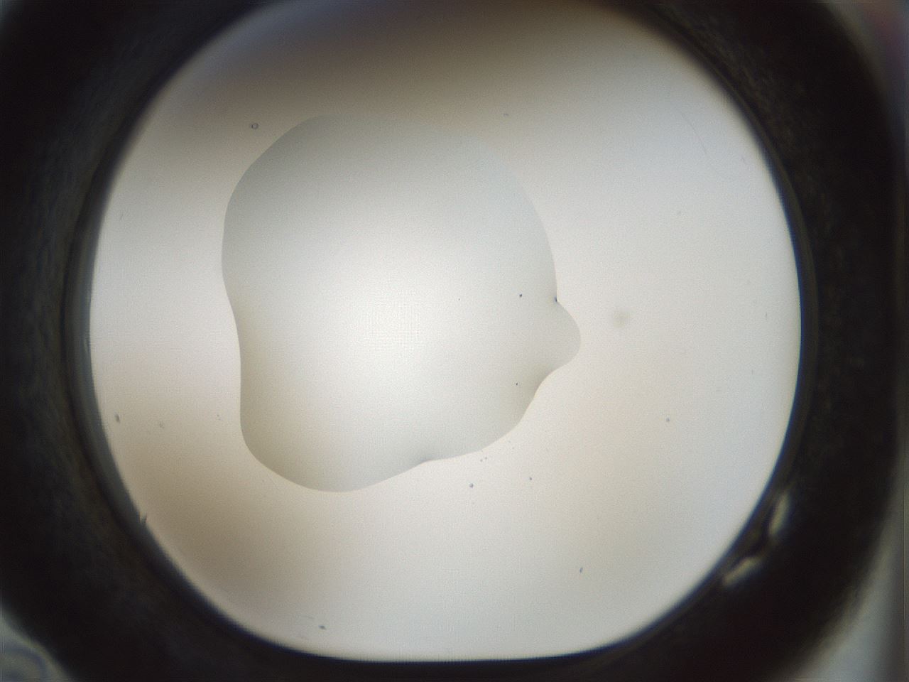folderID510_plateID1510_batchID5873_wellNum82_profileID1_d1_r95714_ef.jpg