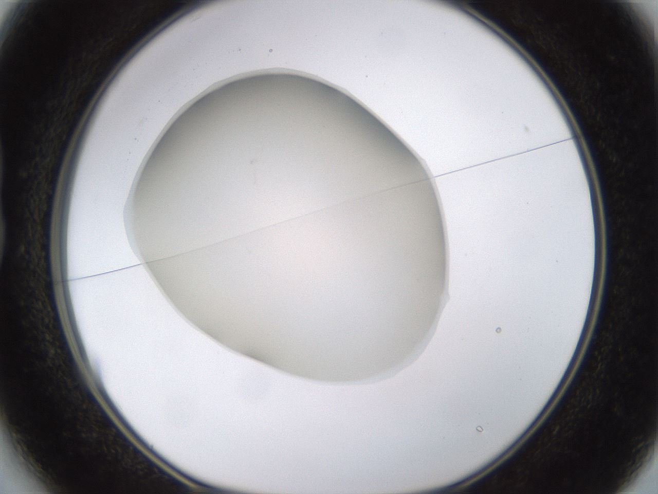 folderID520_plateID1520_batchID5989_wellNum13_profileID1_d1_r97385_ef.jpg
