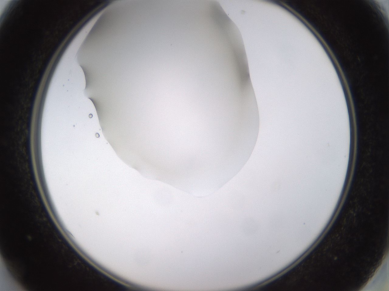 folderID520_plateID1520_batchID5989_wellNum13_profileID1_d2_r97386_ef.jpg