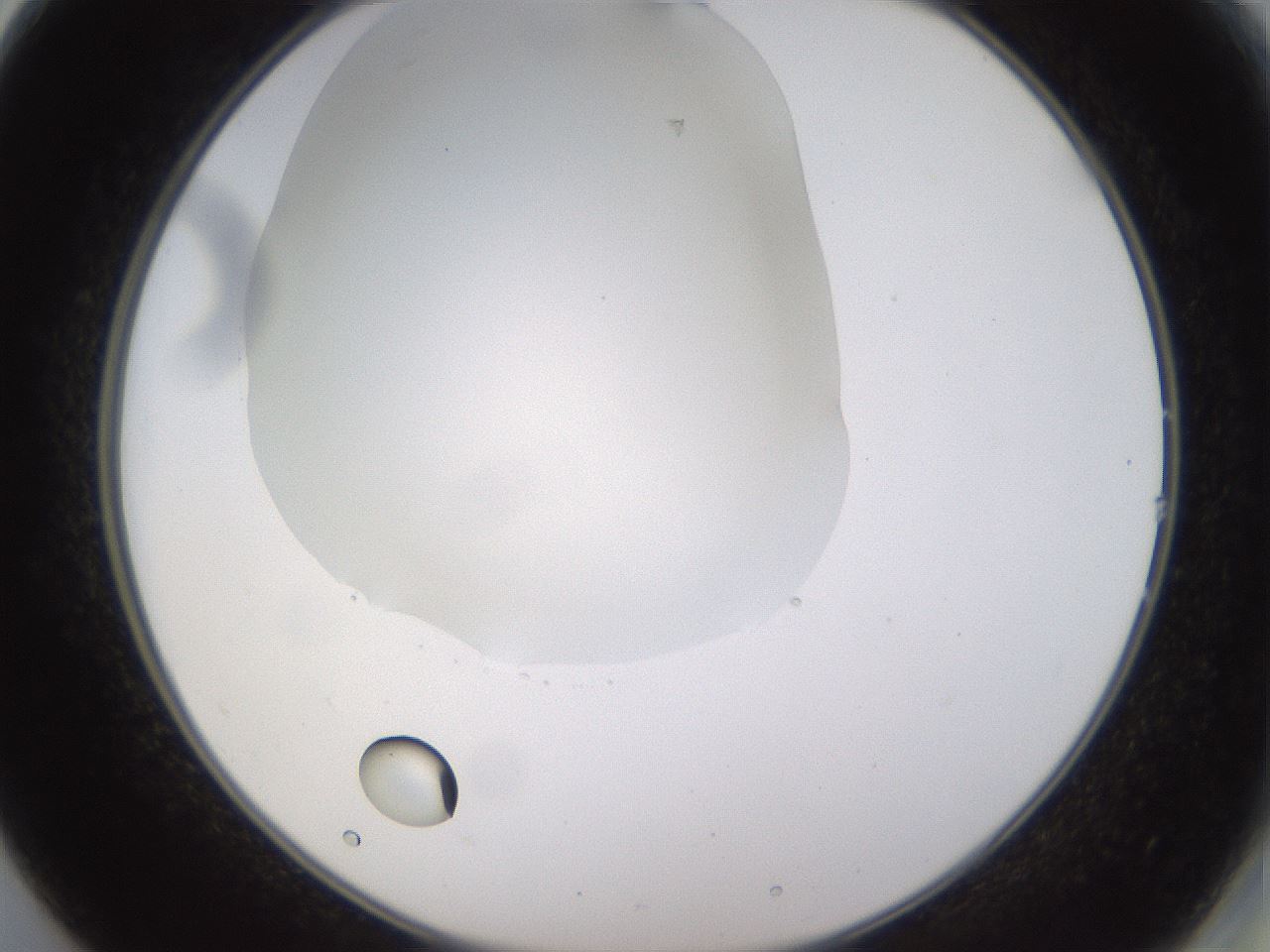 folderID520_plateID1520_batchID5989_wellNum14_profileID1_d2_r97388_ef.jpg