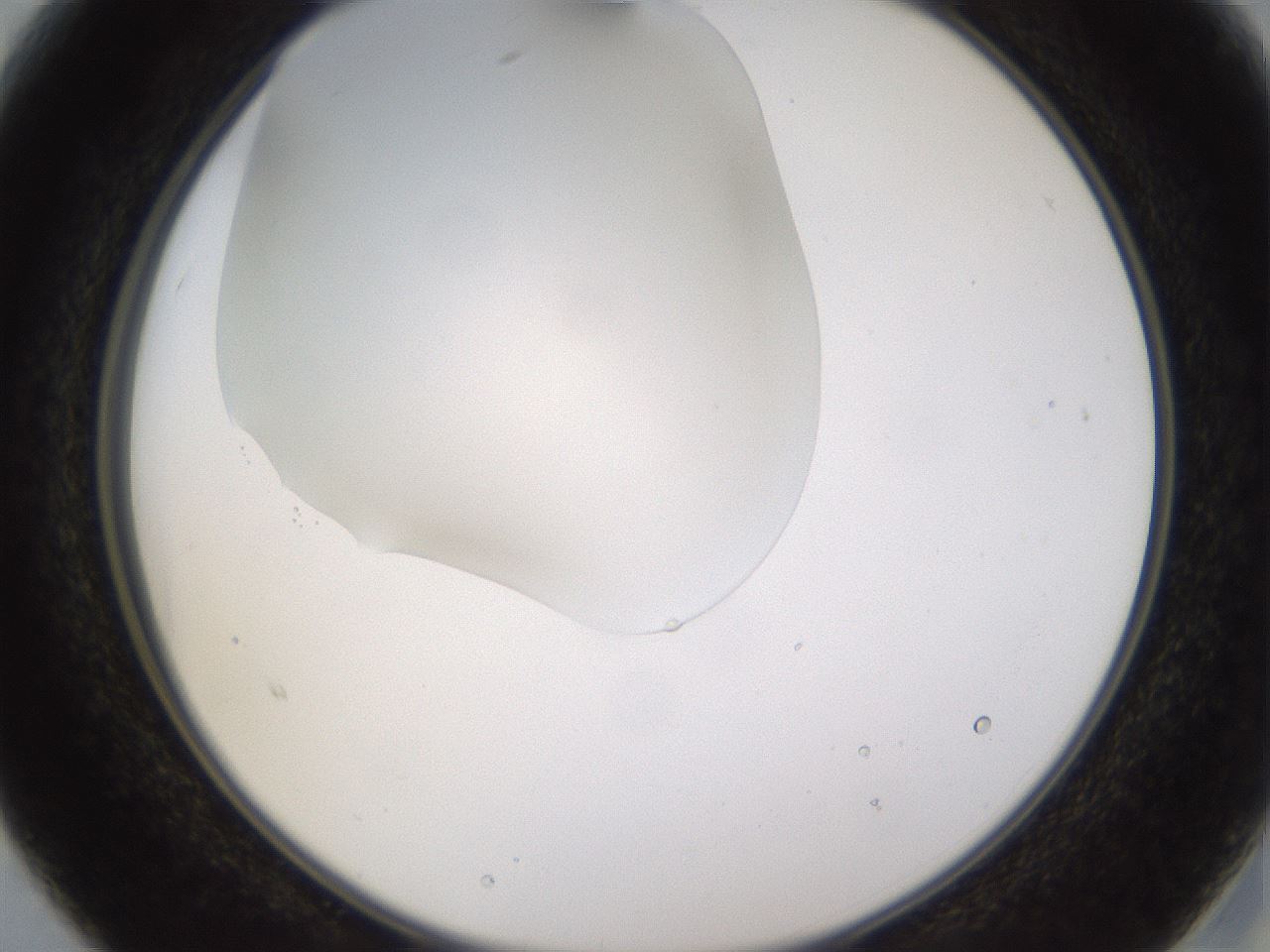 folderID520_plateID1520_batchID5989_wellNum15_profileID1_d2_r97390_ef.jpg