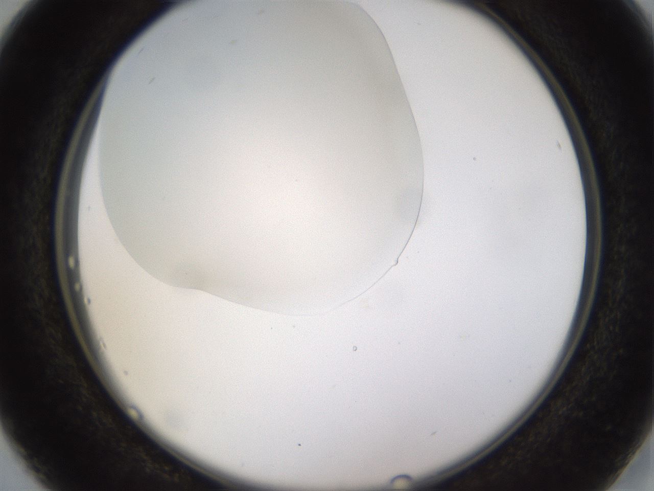 folderID520_plateID1520_batchID5989_wellNum16_profileID1_d2_r97392_ef.jpg