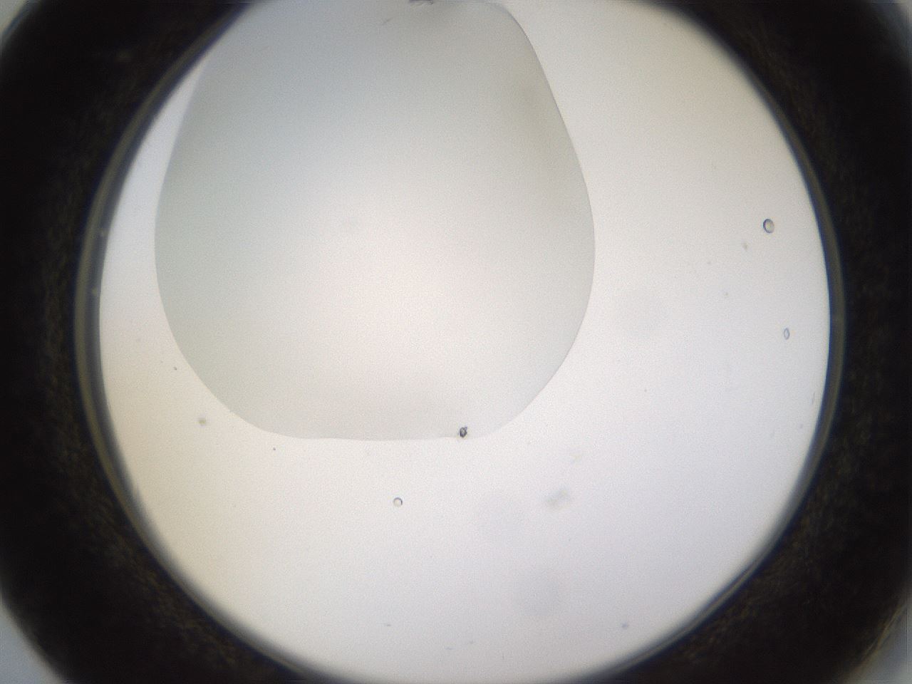 folderID520_plateID1520_batchID5989_wellNum17_profileID1_d2_r97394_ef.jpg