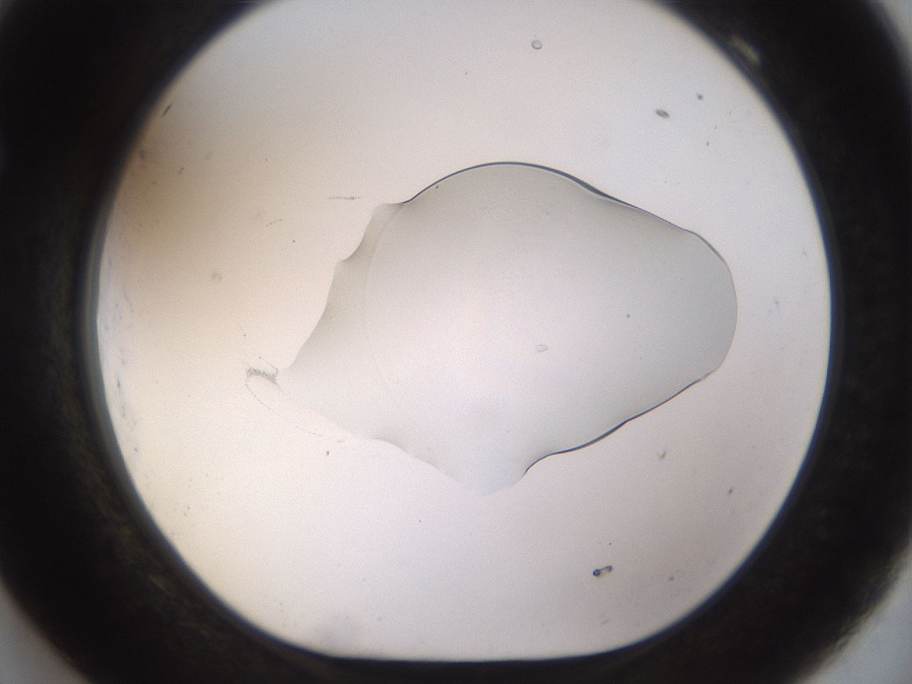folderID511_plateID1511_batchID5941_wellNum69_profileID1_d1_r95797_ef.jpg