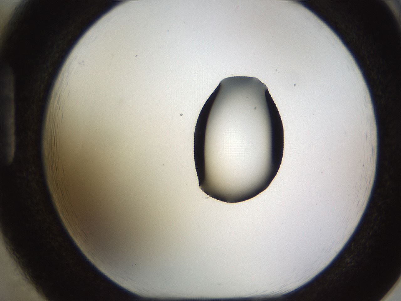 folderID511_plateID1511_batchID5941_wellNum85_profileID1_d1_r95813_ef.jpg