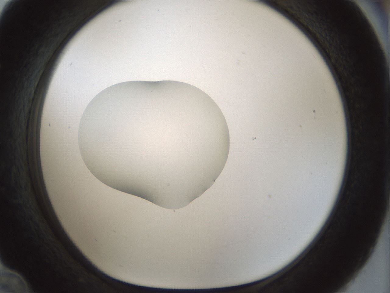 folderID512_plateID1512_batchID5875_wellNum36_profileID1_d1_r95860_ef.jpg