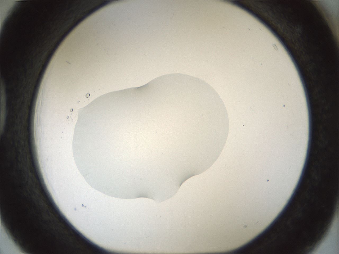 folderID512_plateID1512_batchID5875_wellNum39_profileID1_d1_r95863_ef.jpg