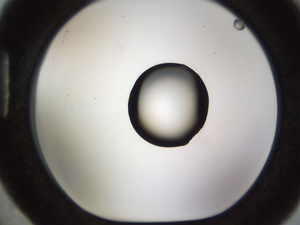 folderID511_plateID1511_batchID5941_wellNum88_profileID1_d1_r95816_ef.jpg