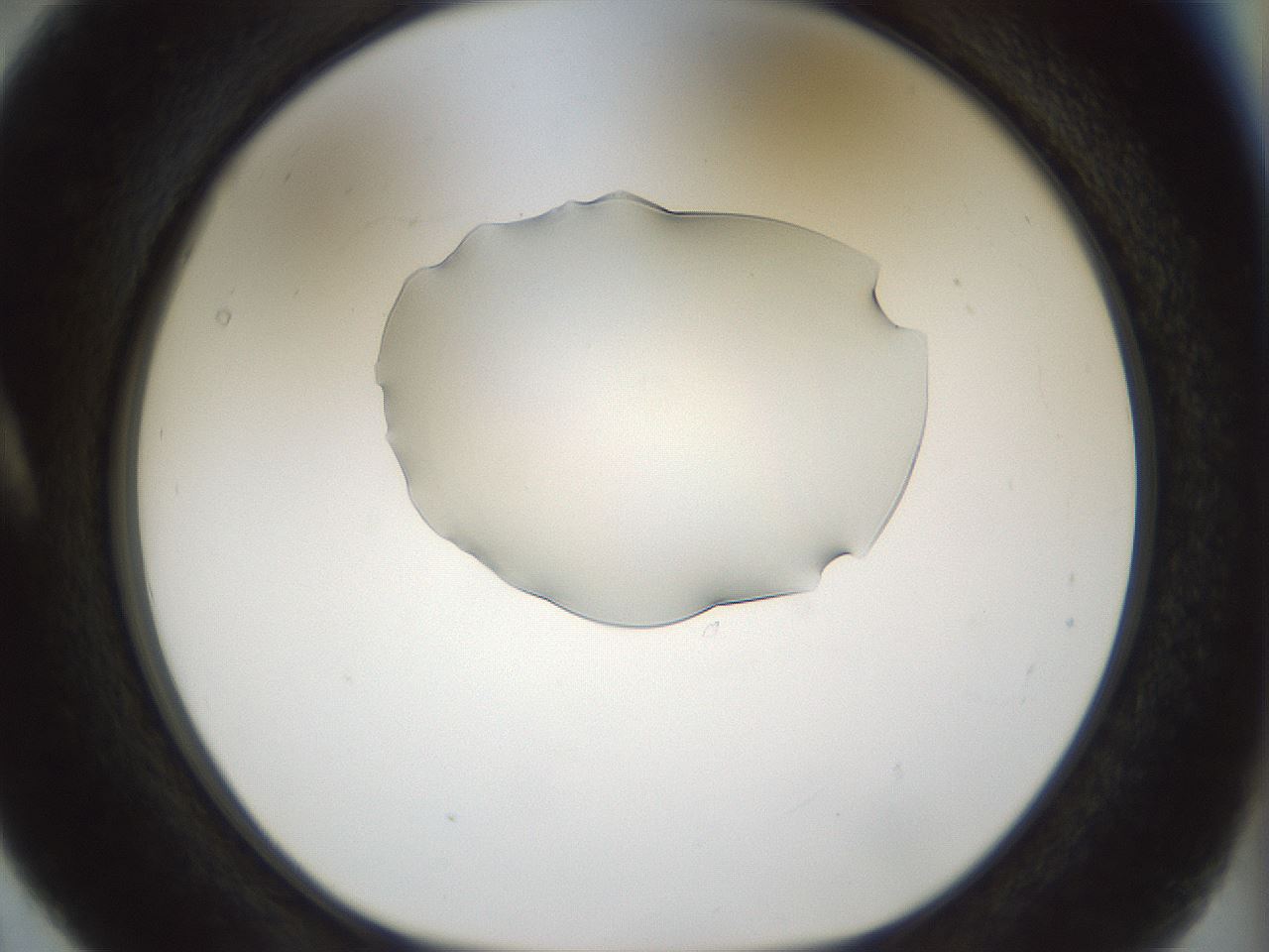 folderID512_plateID1512_batchID5852_wellNum5_profileID1_d1_r95829_ef.jpg