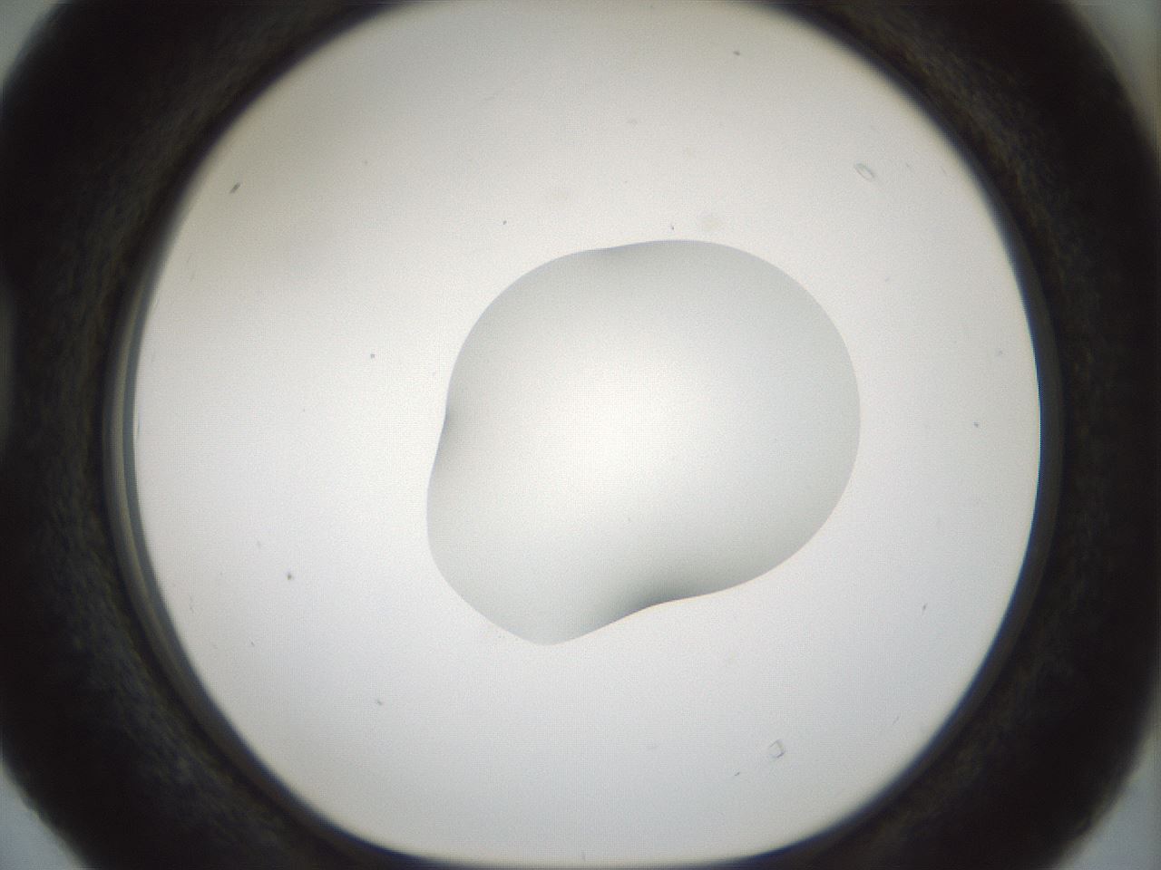 folderID512_plateID1512_batchID5875_wellNum40_profileID1_d1_r95864_ef.jpg
