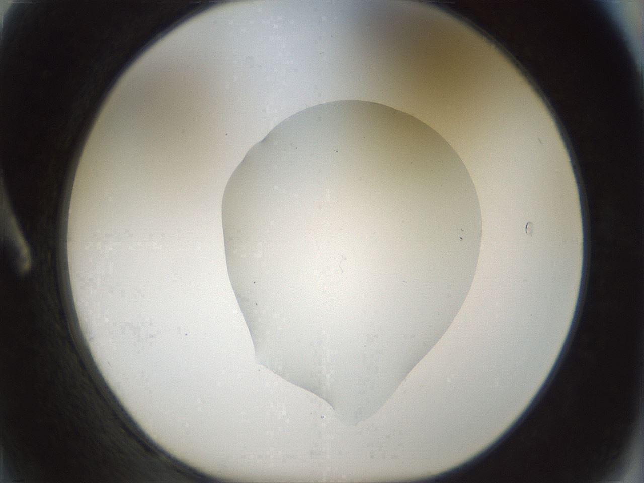 folderID514_plateID1514_batchID5855_wellNum2_profileID1_d1_r96595_ef.jpg