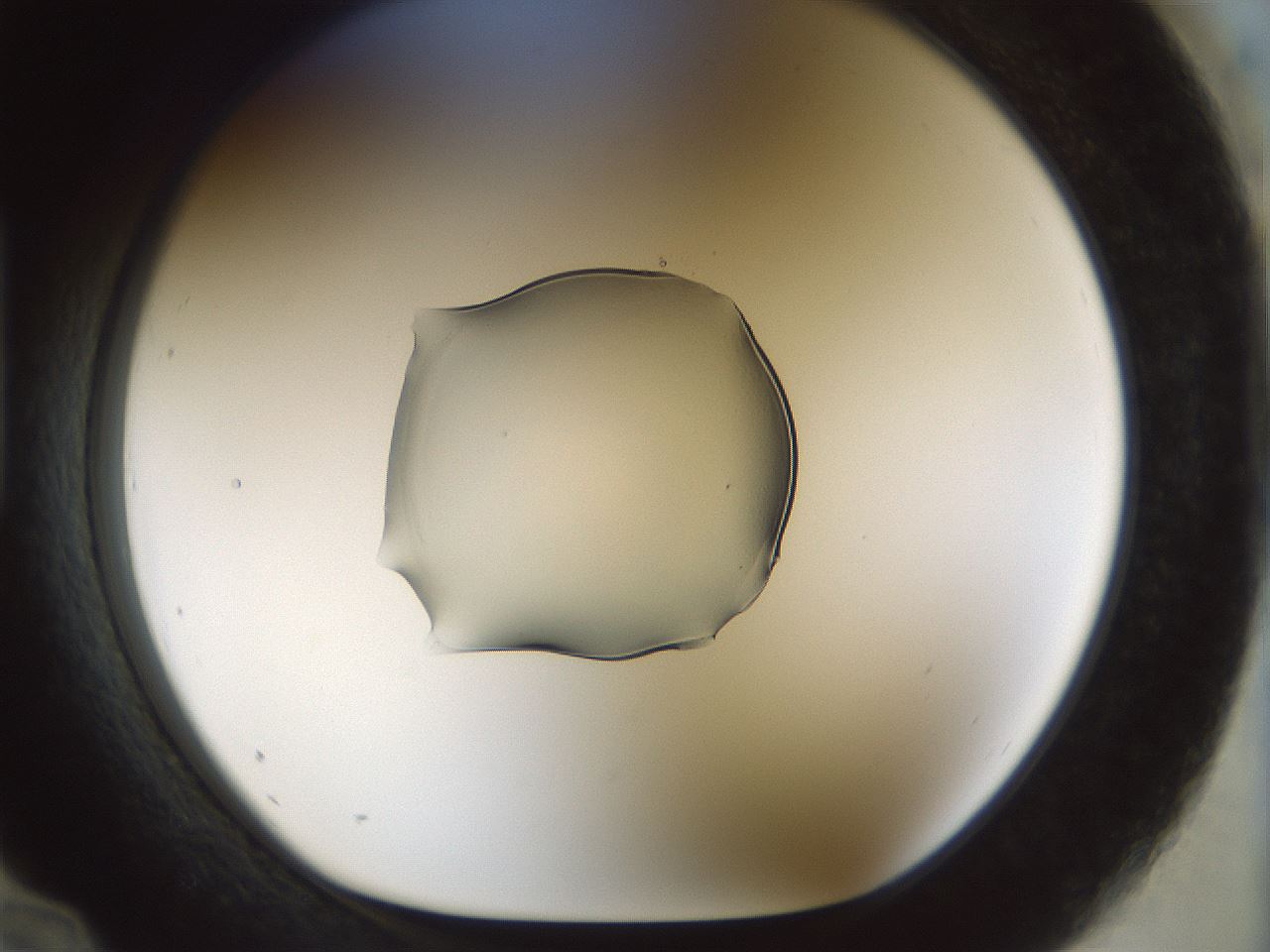 folderID512_plateID1512_batchID5875_wellNum96_profileID1_d1_r95920_ef.jpg